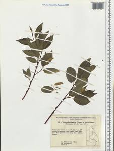 Chosenia cardiophylla (Trautv. & C. A. Mey.) N. Chao, Siberia, Russian Far East (S6) (Russia)