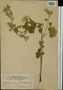 Malva thuringiaca subsp. thuringiaca, Eastern Europe, Eastern region (E10) (Russia)