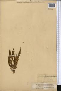 Taraxacum glaucanthum (Ledeb.) Nakai ex Koidz., Middle Asia, Muyunkumy, Balkhash & Betpak-Dala (M9) (Kazakhstan)