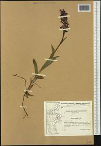 Dactylorhiza majalis (Rchb.) P.F.Hunt & Summerh., Western Europe (EUR) (Denmark)