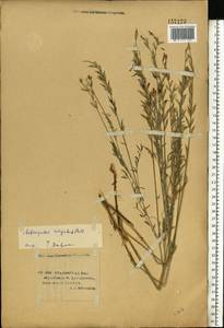 Astragalus varius, Eastern Europe, Lower Volga region (E9) (Russia)