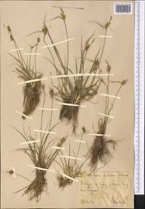 Carex oederi var. oederi, Middle Asia, Western Tian Shan & Karatau (M3) (Uzbekistan)
