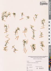 Callitriche hermaphroditica L., Siberia, Chukotka & Kamchatka (S7) (Russia)