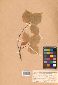 Sorbus alnifolia (Siebold & Zucc.) K. Koch, Siberia, Russian Far East (S6) (Russia)