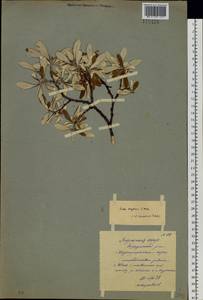 Salix krylovii E. L. Wolf, Siberia, Yakutia (S5) (Russia)
