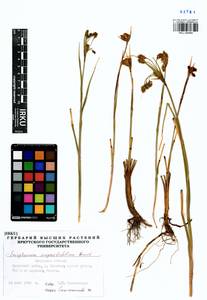 Eriophorum angustifolium Honck., Siberia, Baikal & Transbaikal region (S4) (Russia)