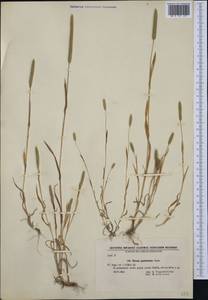 Phleum paniculatum Huds., Western Europe (EUR) (Bulgaria)