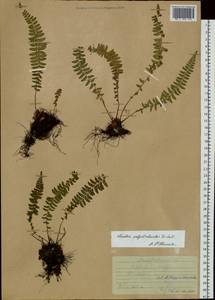 Woodsia polystichoides D. C. Eaton, Siberia, Russian Far East (S6) (Russia)