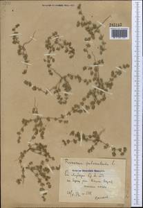 Frankenia pulverulenta, Middle Asia, Syr-Darian deserts & Kyzylkum (M7) (Uzbekistan)