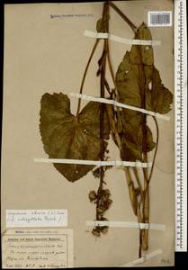 Ligularia subsagittata Pojark., Caucasus, Stavropol Krai, Karachay-Cherkessia & Kabardino-Balkaria (K1b) (Russia)