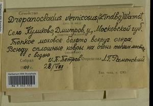 Hamatocaulis vernicosus (Mitt.) Hedenäs, Bryophytes, Bryophytes - Moscow City & Moscow Oblast (B6a) (Russia)