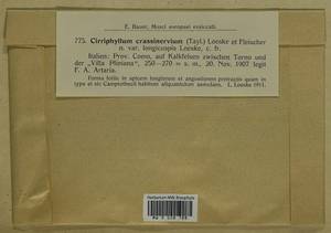 Cirriphyllum crassinervium (Taylor ex Wilson) Loeske & M. Fleisch., Bryophytes, Bryophytes - Western Europe (BEu) (Italy)