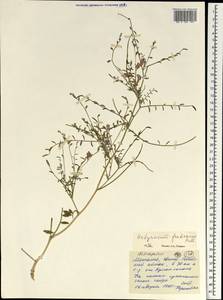 Corethrodendron fruticosum (Pall.) B.H.Choi & H.Ohashi, Mongolia (MONG) (Mongolia)