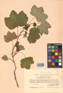 Ribes procumbens Pall., Siberia, Russian Far East (S6) (Russia)