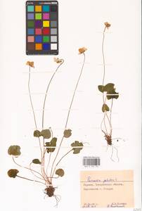 Parnassia palustris L., Eastern Europe, West Ukrainian region (E13) (Ukraine)