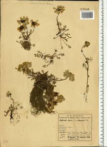 Tripleurospermum hookeri Sch. Bip., Eastern Europe, Northern region (E1) (Russia)