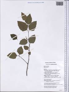 Betula nigra L., America (AMER) (United States)