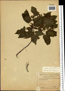Acer tataricum L., Eastern Europe, Central forest-and-steppe region (E6) (Russia)