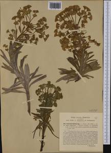 Euphorbia characias subsp. wulfenii (Hoppe ex W.D.J.Koch) Radcl.-Sm., Western Europe (EUR) (Italy)