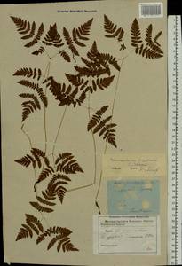 Gymnocarpium dryopteris (L.) Newman, Eastern Europe, North-Western region (E2) (Russia)