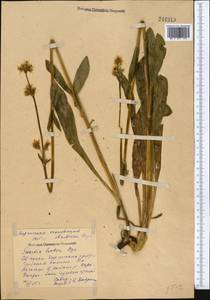 Swertia lactea A. Bunge, Middle Asia, Northern & Central Tian Shan (M4) (Kyrgyzstan)