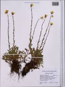 Saxifraga hirculus, Middle Asia, Northern & Central Tian Shan (M4) (Kyrgyzstan)