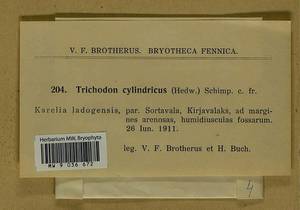 Trichodon cylindricus (Hedw.) Schimp., Bryophytes, Bryophytes - Karelia, Leningrad & Murmansk Oblasts (B4) (Russia)