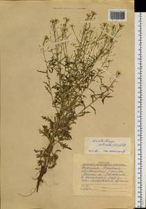 Dontostemon pinnatifidus subsp. pinnatifidus, Siberia, Yakutia (S5) (Russia)