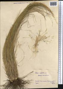 Stipa capillata L., Middle Asia, Northern & Central Kazakhstan (M10) (Kazakhstan)