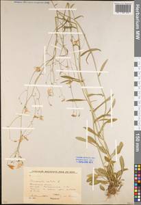 Campanula patula L., Eastern Europe, Moscow region (E4a) (Russia)