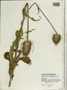 Dipsacus fullonum L., Eastern Europe, Moscow region (E4a) (Russia)