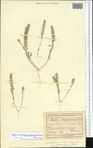 Alyssum turkestanicum Regel & Schmalh. ex Regel, Middle Asia, Karakum (M6) (Turkmenistan)