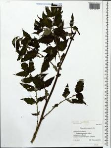 Filipendula ulmaria subsp. picbaueri (Podp.) Smejkal, Eastern Europe, Middle Volga region (E8) (Russia)