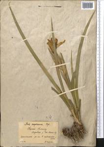 Iris halophila var. sogdiana (Bunge) Skeels, Middle Asia, Northern & Central Tian Shan (M4) (Kyrgyzstan)