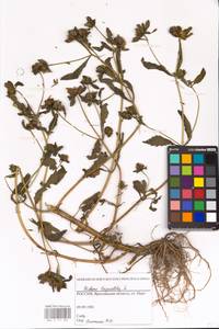 Bidens tripartita L., Eastern Europe, Central forest region (E5) (Russia)