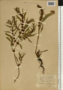 Rumex maritimus L., Eastern Europe, Central forest-and-steppe region (E6) (Russia)