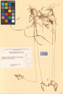 Anthoxanthum nitens (Weber) Y.Schouten & Veldkamp, Siberia, Russian Far East (S6) (Russia)