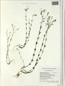 Linum catharticum L., Australia & Oceania (AUSTR) (New Zealand)