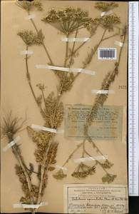 Oedibasis apiculata (Kar. & Kir.) Koso-Pol., Middle Asia, Western Tian Shan & Karatau (M3) (Kazakhstan)