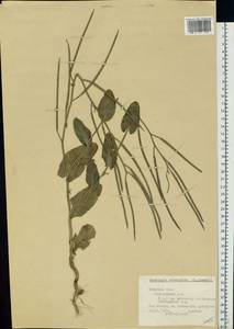 Conringia orientalis (L.) Dumort., Eastern Europe, North-Western region (E2) (Russia)