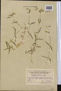 Dichodon maximum (L.) Á. Löve & D. Löve, Middle Asia, Western Tian Shan & Karatau (M3) (Kazakhstan)