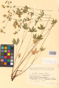 Potentilla longipes Ledeb., Eastern Europe, Lower Volga region (E9) (Russia)