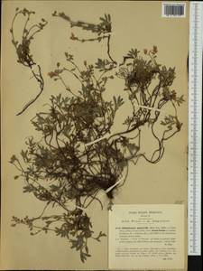 Helianthemum alpestre (Jacq.) DC., Western Europe (EUR) (Italy)
