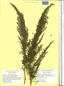 Artemisia abrotanum L., Eastern Europe, Eastern region (E10) (Russia)