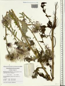 Carduus crispus L., Eastern Europe, Northern region (E1) (Russia)