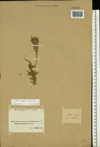 Cirsium vulgare (Savi) Ten., Middle Asia, Caspian Ustyurt & Northern Aralia (M8) (Kazakhstan)