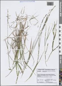 Elymus violaceus (Hornem.) J.Feilberg, Siberia, Central Siberia (S3) (Russia)