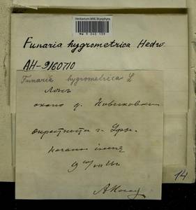 Funaria hygrometrica Hedw., Bryophytes, Bryophytes - South Urals (B14) (Russia)