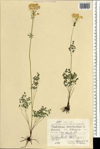 Thalictrum petaloideum L., Mongolia (MONG) (Mongolia)