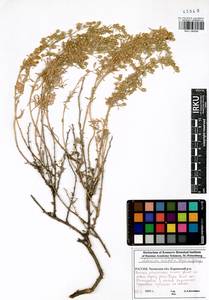 Artemisia rutifolia Steph. ex Spreng., Siberia, Baikal & Transbaikal region (S4) (Russia)